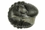 Wide, Enrolled Morocops Trilobite - Morocco #224241-2